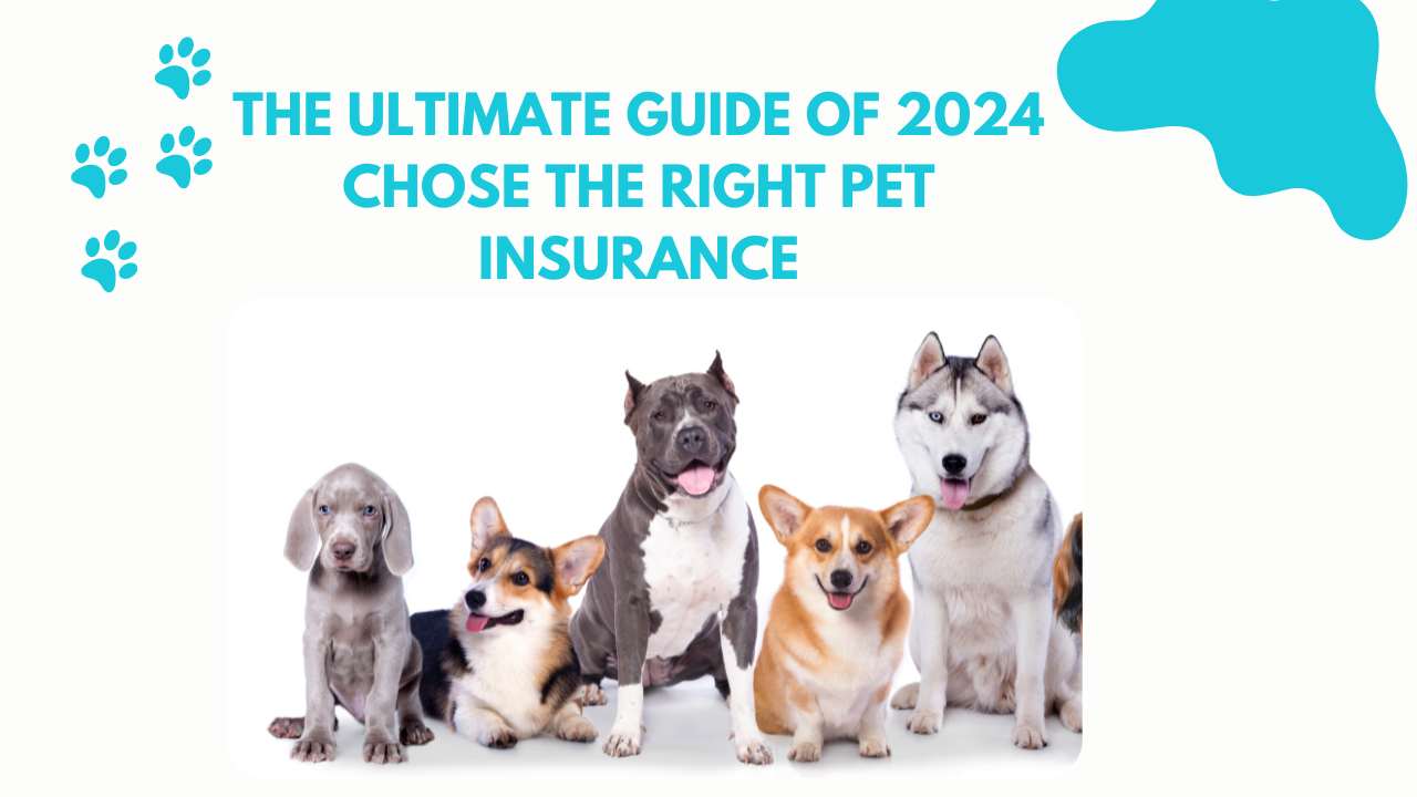 The ultimate guide of 2024 chose the right pet insurance